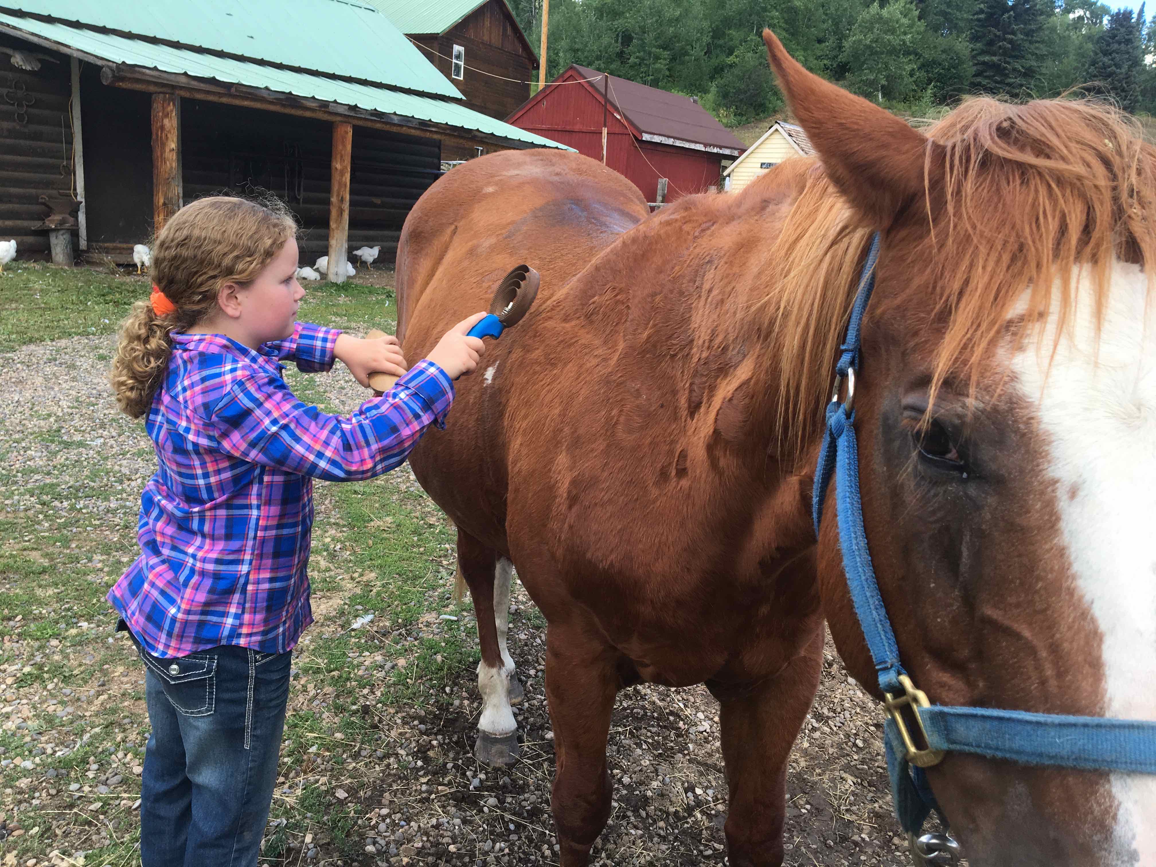 Bring your horse to Ute Lodge